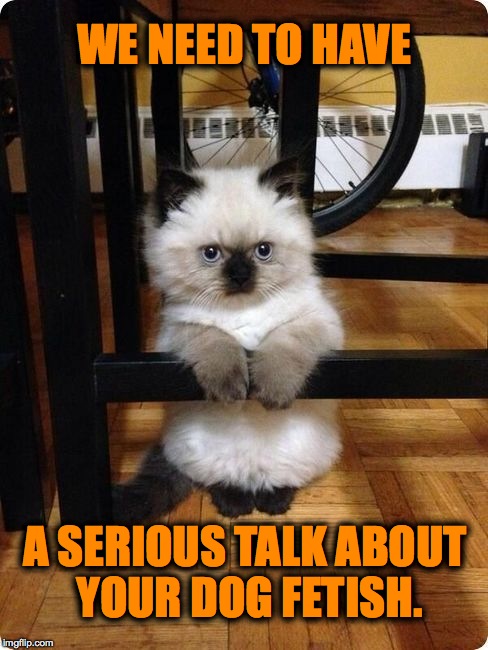 Serious Talk | WE NEED TO HAVE; A SERIOUS TALK ABOUT YOUR DOG FETISH. | image tagged in dog fetish | made w/ Imgflip meme maker