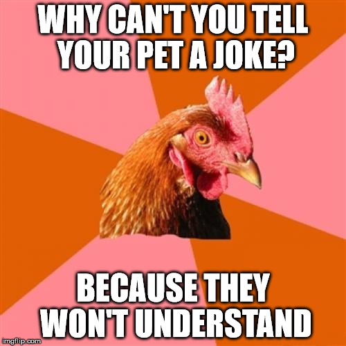 Try it, you'll get the same confused stare as I did | WHY CAN'T YOU TELL YOUR PET A JOKE? BECAUSE THEY WON'T UNDERSTAND | image tagged in memes,anti joke chicken,animals,pets,jokes,confused | made w/ Imgflip meme maker