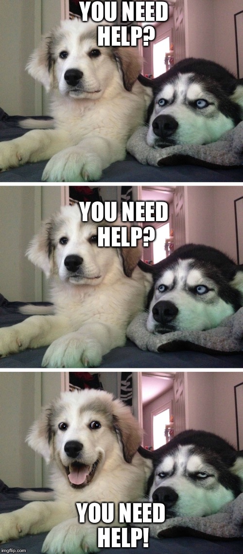 Bad pun dogs | YOU NEED HELP? YOU NEED HELP? YOU NEED HELP! | image tagged in bad pun dogs | made w/ Imgflip meme maker