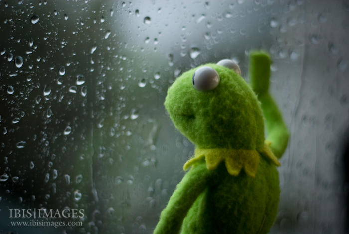 Sad Kermit Frog Window Rain Blank Meme Template