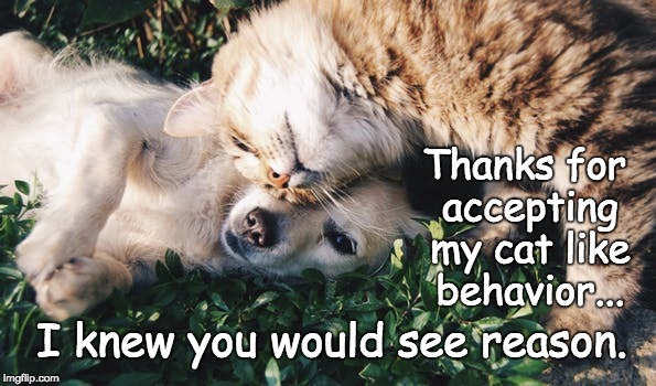One's Perspective | Thanks for accepting my cat like behavior... I knew you would see reason. | image tagged in relationships,love,family,husband wife,friends,words of wisdom | made w/ Imgflip meme maker