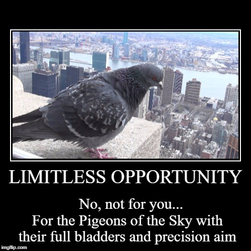 Limitless Opportunity | image tagged in funny,demotivationals,birds,pigeons,bad day,despair | made w/ Imgflip demotivational maker