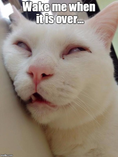 Bored Kitty | Wake me when it is over... | image tagged in bored kitty | made w/ Imgflip meme maker