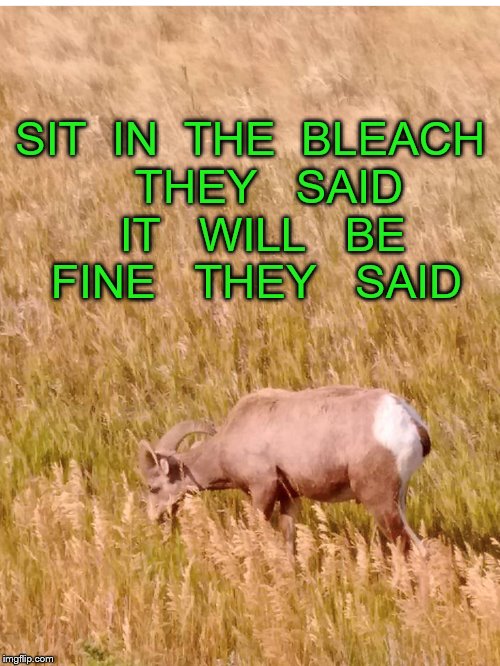 bleach | SIT  IN  THE  BLEACH   THEY   SAID   IT   WILL   BE    FINE   THEY   SAID | image tagged in animals | made w/ Imgflip meme maker