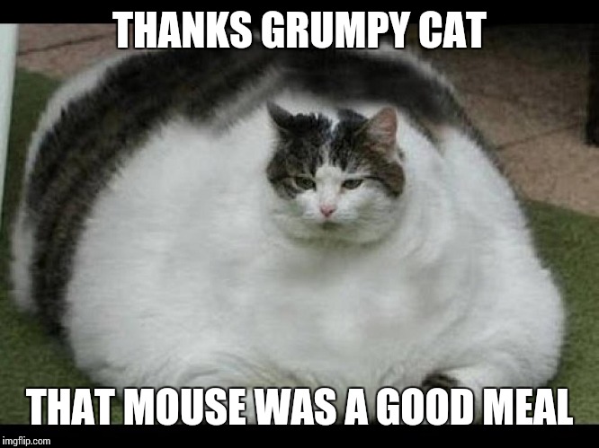 THANKS GRUMPY CAT THAT MOUSE WAS A GOOD MEAL | made w/ Imgflip meme maker