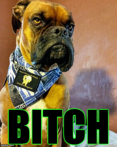 Grumpy Dog | B**CH | image tagged in grumpy dog | made w/ Imgflip meme maker