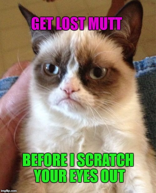 Grumpy Cat Meme | BEFORE I SCRATCH YOUR EYES OUT GET LOST MUTT | image tagged in memes,grumpy cat | made w/ Imgflip meme maker