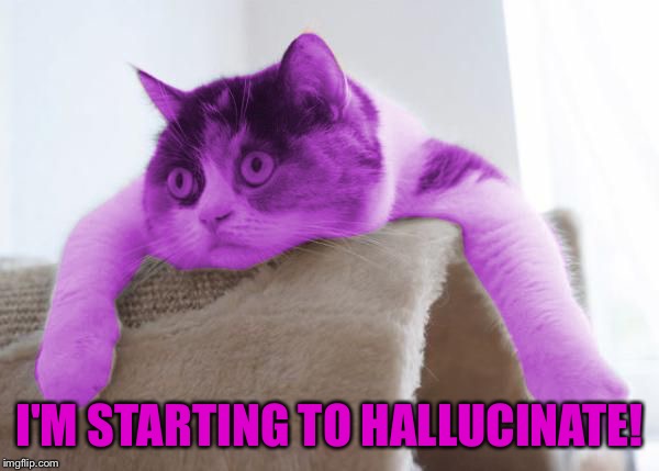 RayCat Stare | I'M STARTING TO HALLUCINATE! | image tagged in raycat stare | made w/ Imgflip meme maker