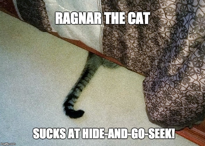 Hide & seek Cat | RAGNAR THE CAT; SUCKS AT HIDE-AND-GO-SEEK! | image tagged in cat,ragnar,hide  seek | made w/ Imgflip meme maker