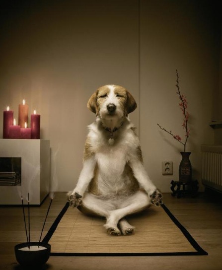 High Quality Zen Dog Blank Meme Template