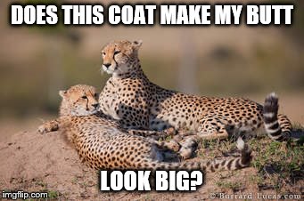 cheetah talk |  DOES THIS COAT MAKE MY BUTT; LOOK BIG? | image tagged in skinny cats,relametionships,cheetahs,big butts,coats | made w/ Imgflip meme maker