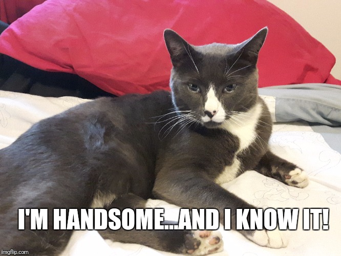 Bandit | I'M HANDSOME...AND I KNOW IT! | image tagged in cute cat | made w/ Imgflip meme maker