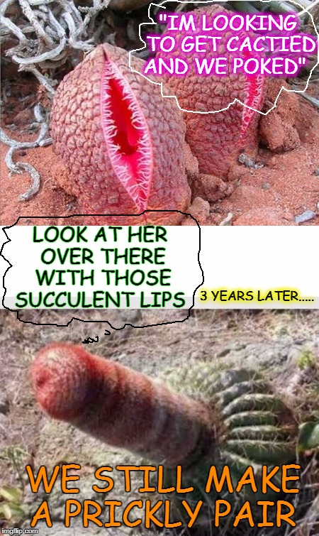 No such thing as too much peyote   | "IM LOOKING TO GET CACTIED AND WE POKED"; LOOK AT HER OVER THERE WITH THOSE SUCCULENT LIPS; 3 YEARS LATER..... WE STILL MAKE A PRICKLY PAIR | image tagged in funny,memes,cactus,nature,spirit | made w/ Imgflip meme maker