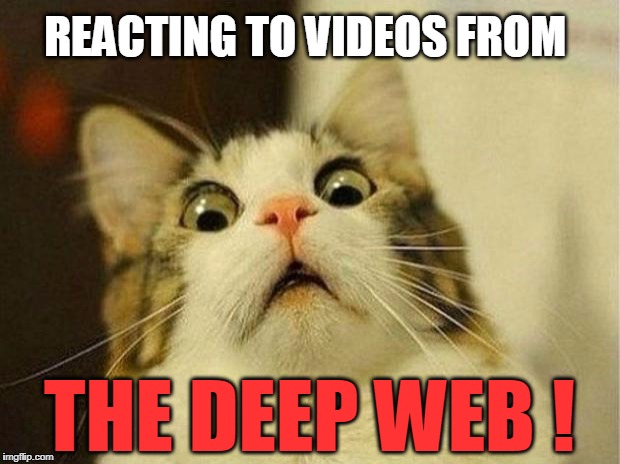 *Gasp* OMG! *pants*  What am I looking at!? | REACTING TO VIDEOS FROM; THE DEEP WEB ! | image tagged in memes,scared cat | made w/ Imgflip meme maker
