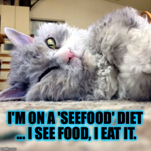 Pompous Albert Goes On A Diet | I'M ON A 'SEEFOOD' DIET ... I SEE FOOD, I EAT IT. | image tagged in food philosophy | made w/ Imgflip meme maker