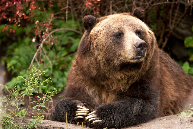 High Quality Moody Bear Blank Meme Template