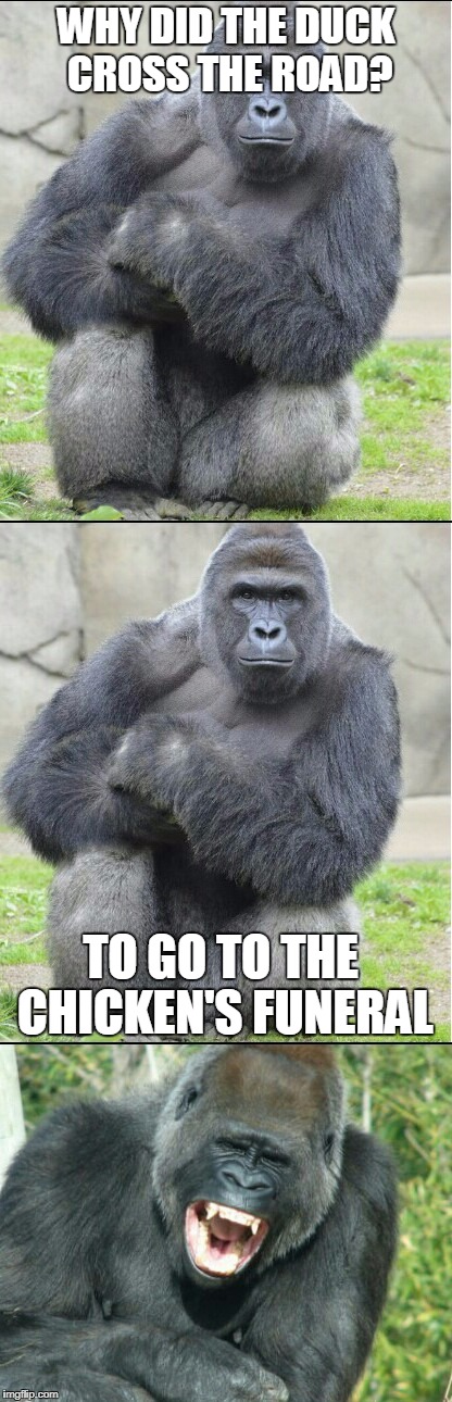 Bad joke gorilla | WHY DID THE DUCK CROSS THE ROAD? TO GO TO THE CHICKEN'S FUNERAL | image tagged in bad joke gorilla | made w/ Imgflip meme maker