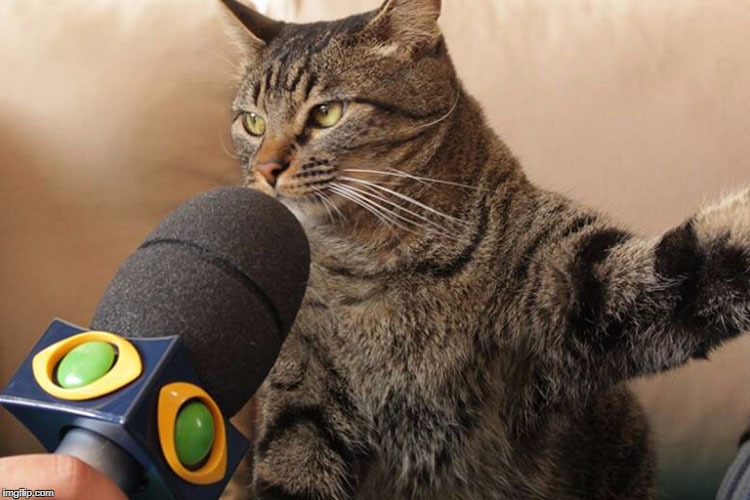 Interviewing the cat | image tagged in interview,cat,funny animals | made w/ Imgflip meme maker