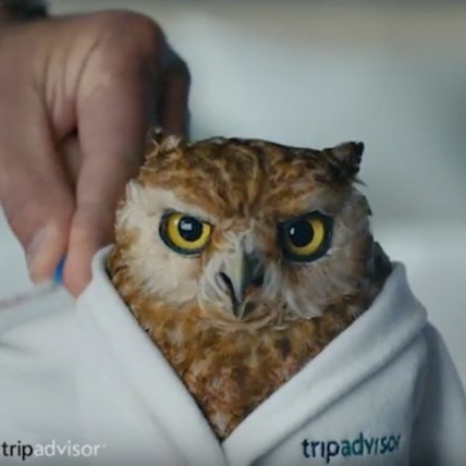 High Quality TripAdvisor owl  Blank Meme Template