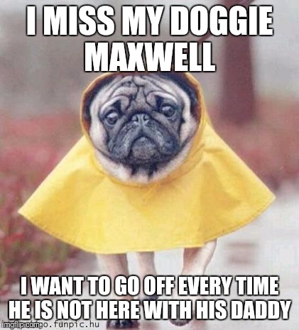 rain pug | I MISS MY DOGGIE MAXWELL; I WANT TO GO OFF EVERY TIME HE IS NOT HERE WITH HIS DADDY | image tagged in rain pug | made w/ Imgflip meme maker
