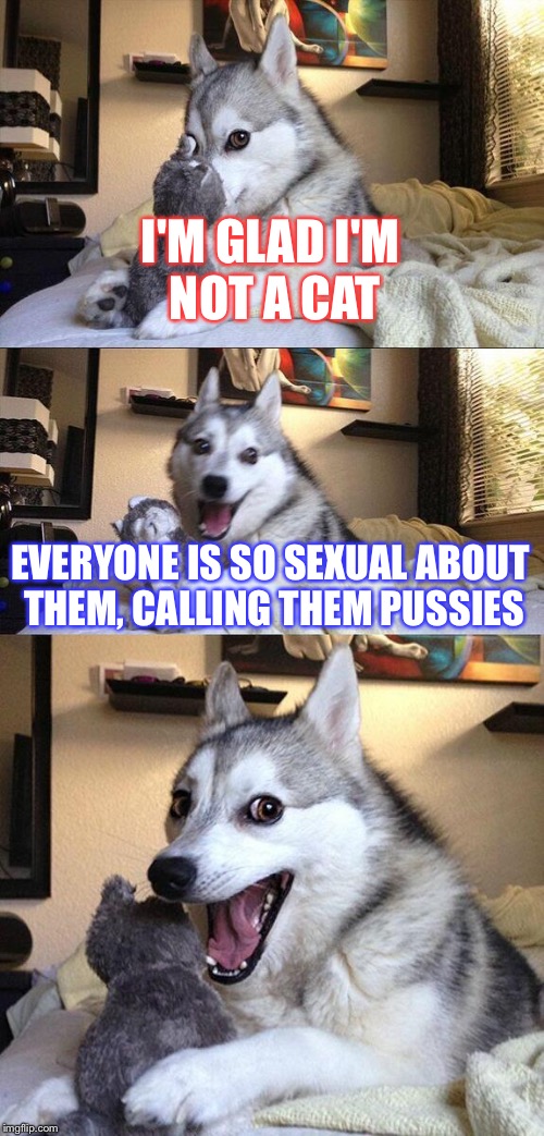 Bad Pun Dog | I'M GLAD I'M NOT A CAT; EVERYONE IS SO SEXUAL ABOUT THEM, CALLING THEM PUSSIES | image tagged in memes,bad pun dog | made w/ Imgflip meme maker