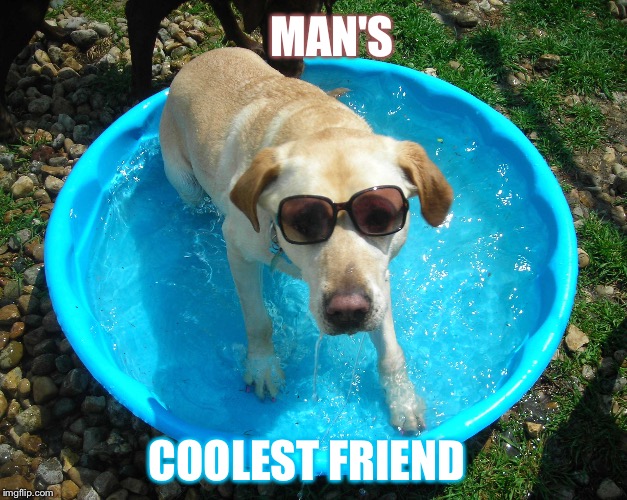 Coolest | MAN'S; COOLEST FRIEND | image tagged in friend,dog,man,sunglass doge | made w/ Imgflip meme maker