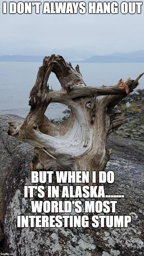 I DON'T ALWAYS HANG OUT; BUT WHEN I DO IT'S IN ALASKA....... WORLD'S MOST INTERESTING STUMP | image tagged in world's most interesting stump | made w/ Imgflip meme maker