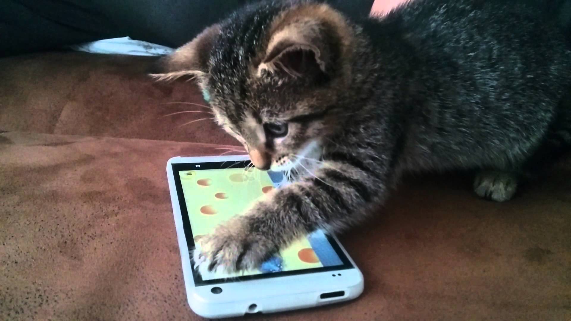 High Quality cat smartphone Blank Meme Template