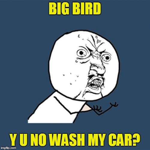 Y U No Meme | BIG BIRD Y U NO WASH MY CAR? | image tagged in memes,y u no | made w/ Imgflip meme maker