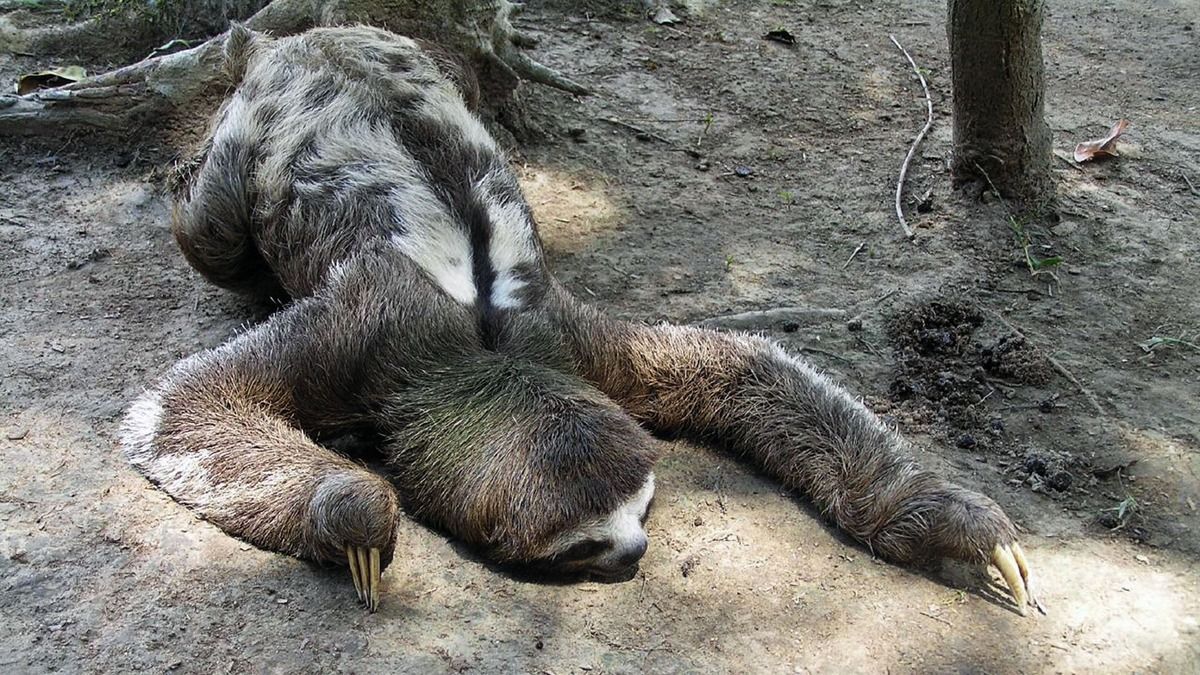 Lazy sloth  Blank Meme Template