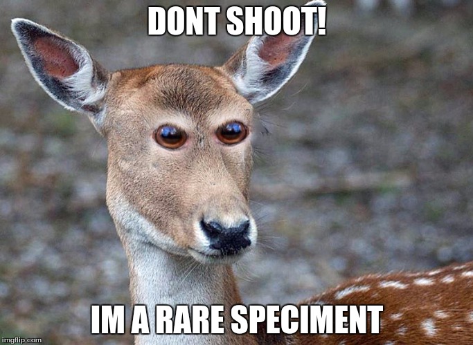 Derpy Deer | DONT SHOOT! IM A RARE SPECIMENT | image tagged in derpy deer | made w/ Imgflip meme maker