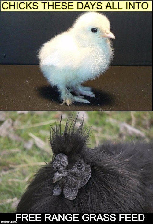 who came first chickens laid an egg  | CHICKS THESE DAYS ALL INTO; FREE RANGE GRASS FEED | image tagged in white chicks,memes,funny,girls be like,animals | made w/ Imgflip meme maker