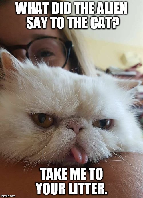 Not amused | WHAT DID THE ALIEN SAY TO THE CAT? TAKE ME TO YOUR LITTER. | image tagged in funny cats | made w/ Imgflip meme maker
