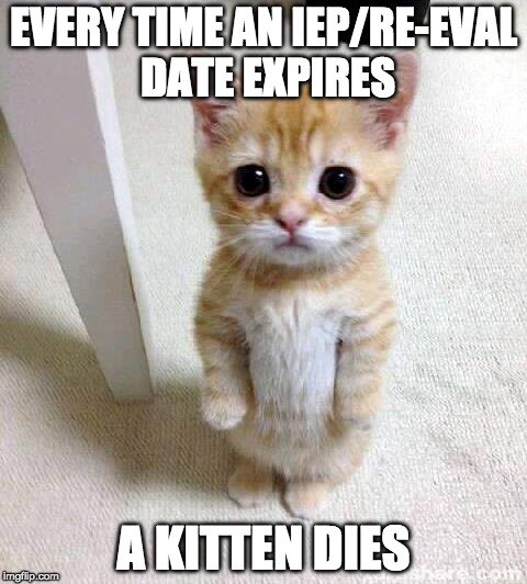 Cute Cat | EVERY TIME AN IEP/RE-EVAL DATE EXPIRES; A KITTEN DIES | image tagged in memes,cute cat | made w/ Imgflip meme maker