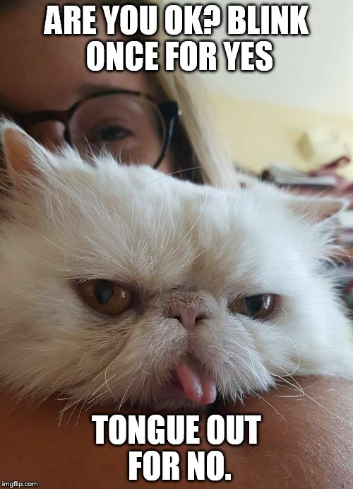 unamused kitten | ARE YOU OK? BLINK ONCE FOR YES; TONGUE OUT FOR NO. | image tagged in unamused kitten | made w/ Imgflip meme maker