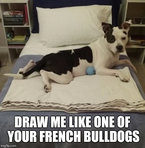  DRAW ME LIKE ONE OF YOUR FRENCH BULLDOGS | image tagged in draw me like one of your french girls | made w/ Imgflip meme maker
