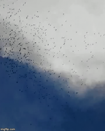 GALLINAZOS PANAMA | image tagged in gifs | made w/ Imgflip video-to-gif maker