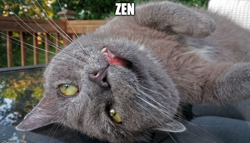 Faded Cat | ZEN | image tagged in faded cat | made w/ Imgflip meme maker