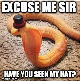 Danger Noodle :P | EXCUSE ME SIR; HAVE YOU SEEN MY HAT? | image tagged in danger noodle p | made w/ Imgflip meme maker
