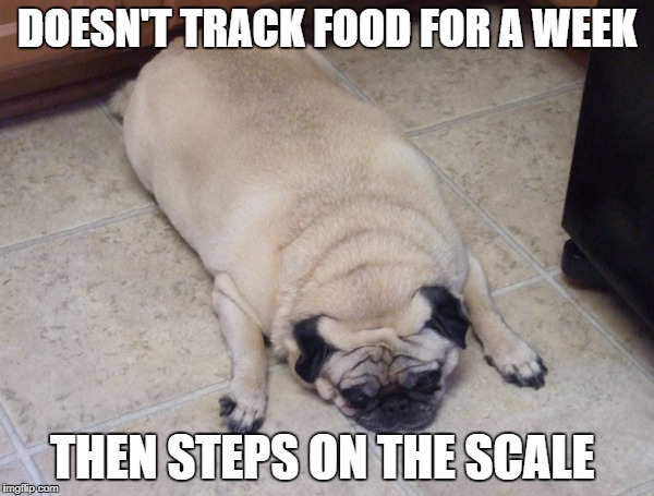 Fat pug funny diet meme | DOESN'T TRACK FOOD FOR A WEEK; THEN STEPS ON THE SCALE | image tagged in fat pug,funny diet | made w/ Imgflip meme maker