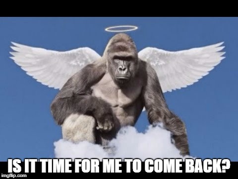 Harambe Angel | IS IT TIME FOR ME TO COME BACK? | image tagged in harambe angel | made w/ Imgflip meme maker