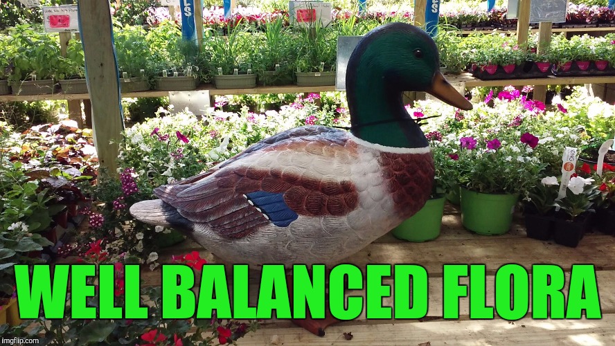 Big Mama Duck | WELL BALANCED FLORA | image tagged in big mama duck | made w/ Imgflip meme maker