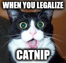 She's on the hard stuff now | WHEN YOU LEGALIZE; CATNIP | image tagged in catsuprised | made w/ Imgflip meme maker
