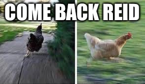 running chicken | COME BACK REID | image tagged in running chicken | made w/ Imgflip meme maker