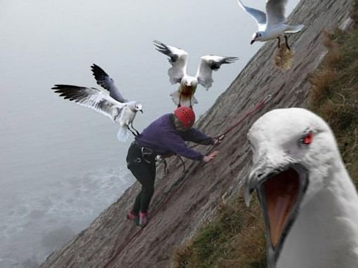 High Quality Bird Attack Blank Meme Template