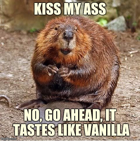 Look it up, certain flavorings come from beaver ass | KISS MY ASS; NO, GO AHEAD, IT TASTES LIKE VANILLA | image tagged in beaver,food,memes,eww,ewwww | made w/ Imgflip meme maker