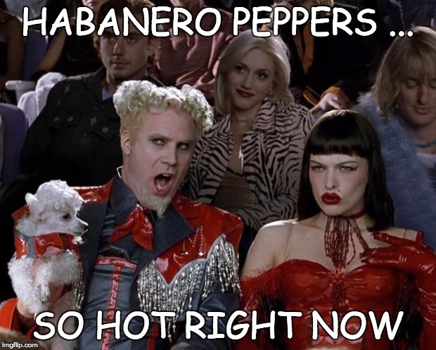 Mugatu So Hot Right Now Meme | HABANERO PEPPERS ... SO HOT RIGHT NOW | image tagged in memes,mugatu so hot right now | made w/ Imgflip meme maker