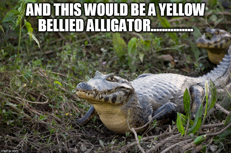 AND THIS WOULD BE A YELLOW BELLIED ALLIGATOR............... | image tagged in yellow belly | made w/ Imgflip meme maker