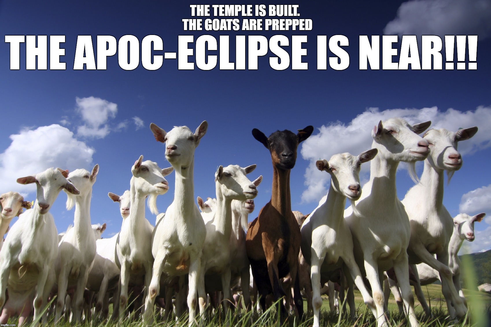 The ApocEclipse is Near!!! | THE TEMPLE IS BUILT. 
THE GOATS ARE PREPPED; THE APOC-ECLIPSE IS NEAR!!! | image tagged in goats,solar eclipse,eclipse | made w/ Imgflip meme maker