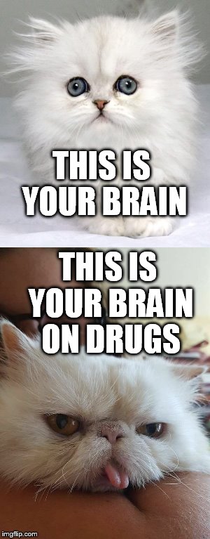 This is your brain on drugs | THIS IS YOUR BRAIN; THIS IS YOUR BRAIN ON DRUGS | image tagged in drugs,drugs cat,cat,kitten,ernie the cat,ernie | made w/ Imgflip meme maker